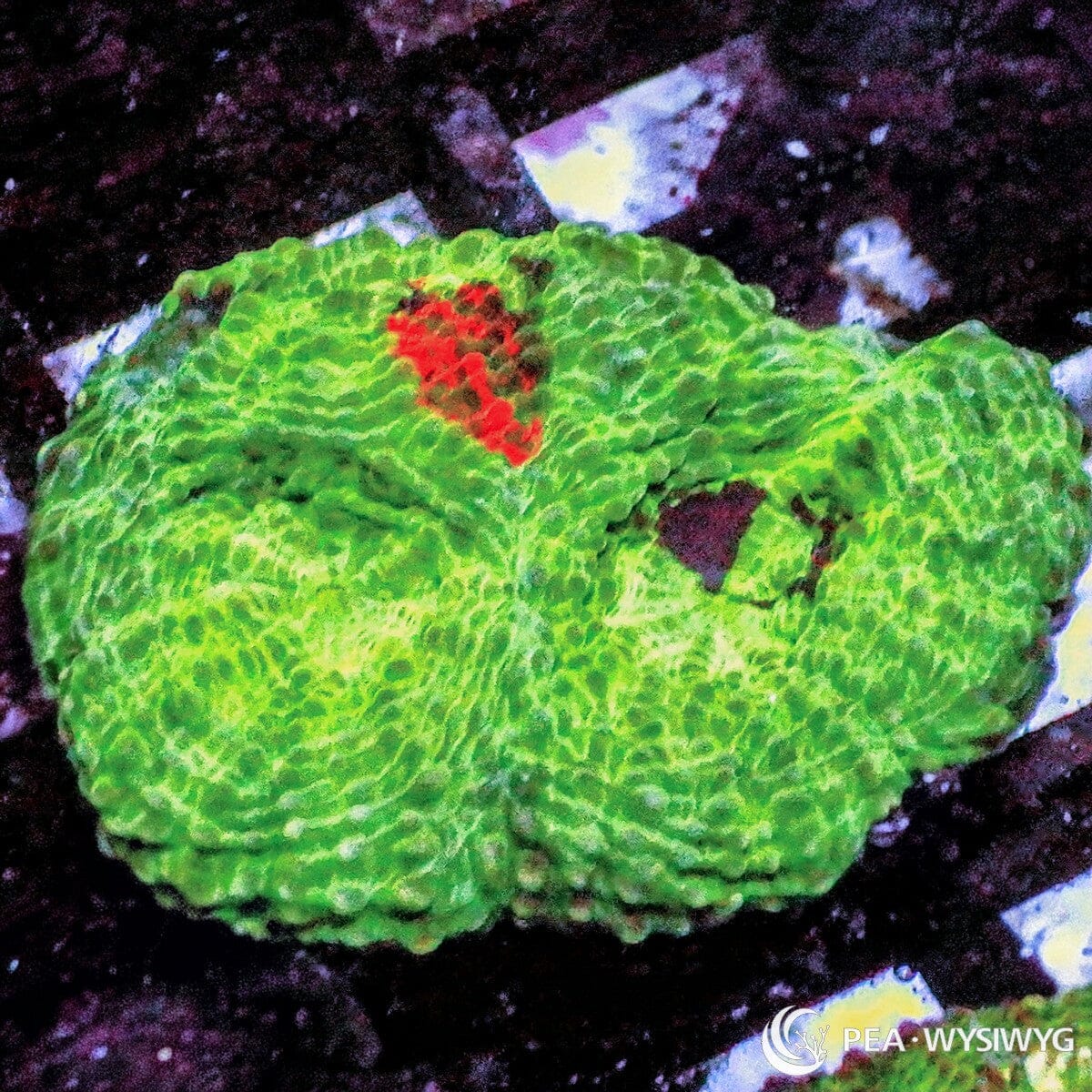 Orange Splash Acan Echinata Acanthastrea echinata WYSIWYG LPS coral frag with green tissue and orange-red splash