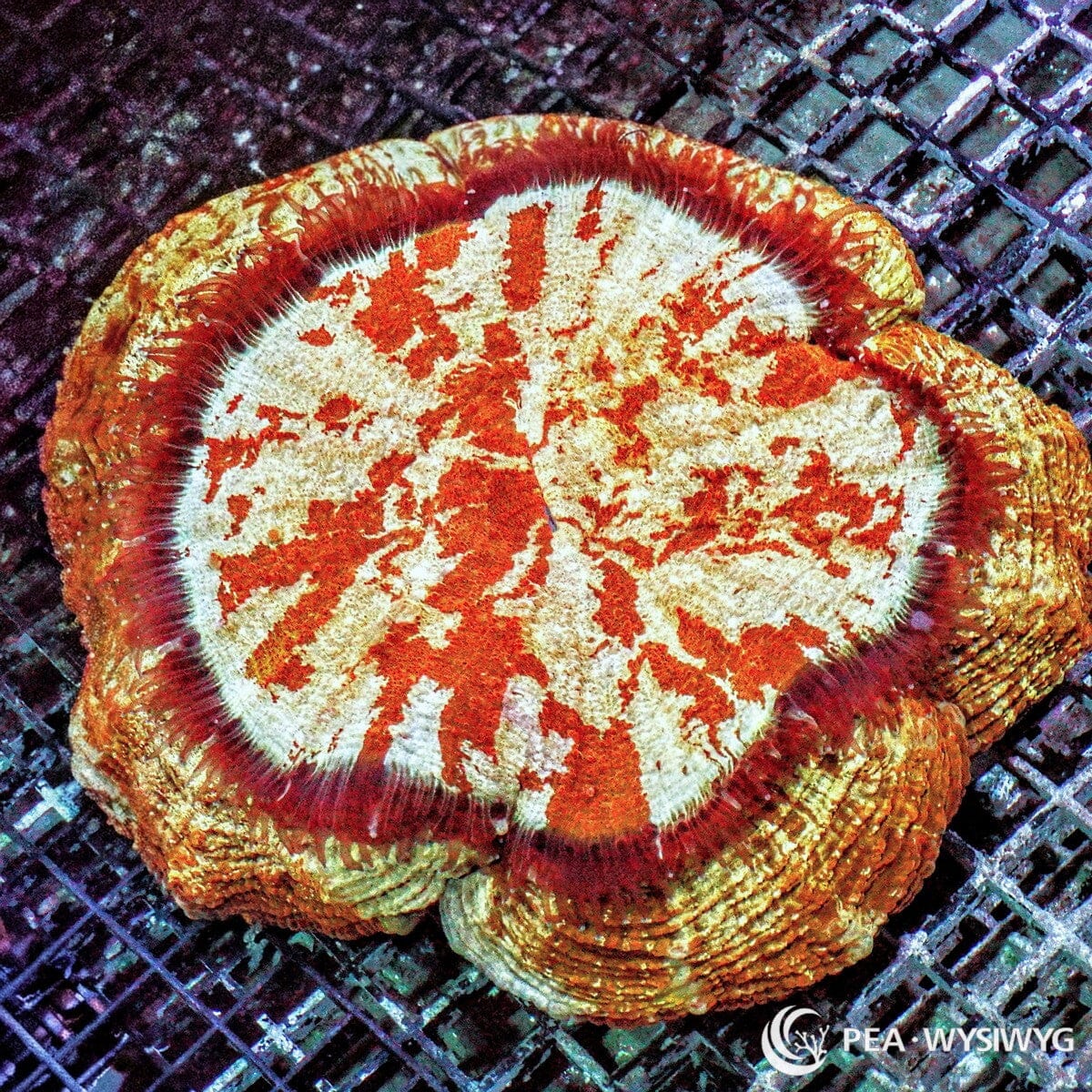 Orange Splattered Acanthophyllia Acanthophyllia deshayesiana WYSIWYG premium LPS coral colony