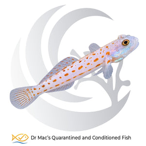 Orange Spotted Sleeper Goby Valenciennea puellaris with pale body, bright orange spots and iridescent blue markings on the head