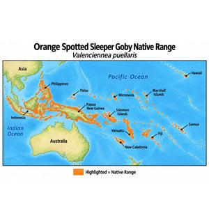 Orange Spotted Sleeper Goby (Valenciennea puellaris) native range map highlighting its Indo-Pacific distribution in orange, including Indonesia, the Philippines, Papua New Guinea, and Pacific island regions.