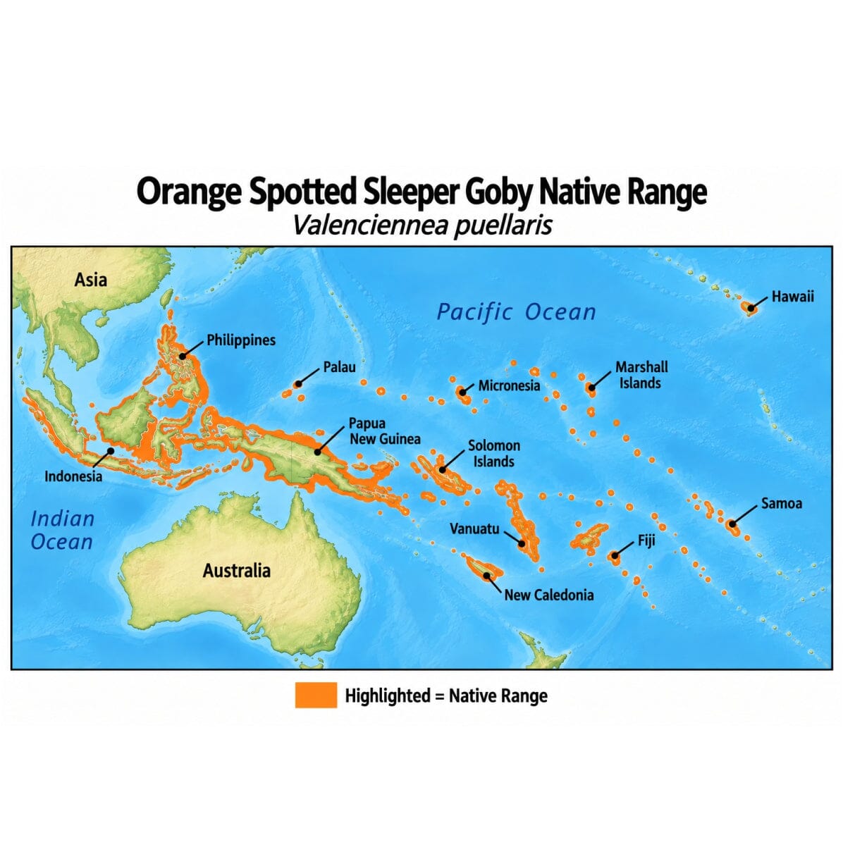 Orange Spotted Sleeper Goby (Valenciennea puellaris) native range map highlighting its Indo-Pacific distribution in orange, including Indonesia, the Philippines, Papua New Guinea, and Pacific island regions.