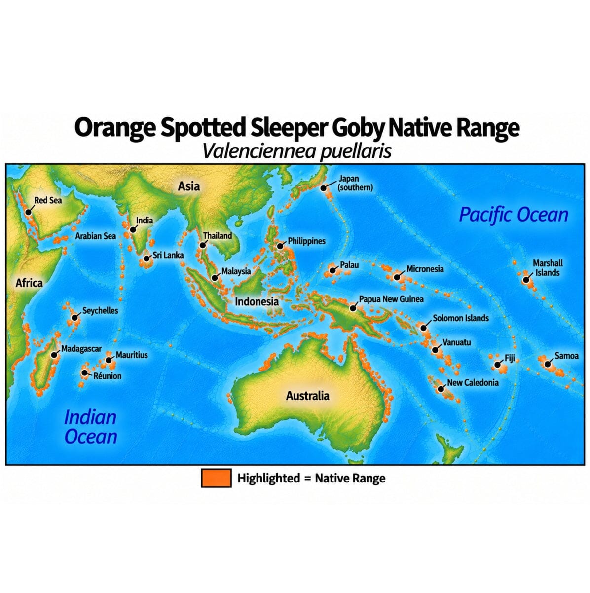 Native range map of Orange Tail Bicolor Blenny (Ecsenius bicolor), highlighting its Indo-Pacific distribution from the Maldives through Southeast Asia and Micronesia to the Phoenix Islands, north to the Ryukyu Islands, and south through Australia to the Great Barrier Reef and New South Wales.