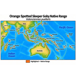 Native range map of Orange Spotted Sleeper Goby (Valenciennea puellaris), highlighting its Indo-Pacific distribution from the Red Sea across the Indian Ocean and Southeast Asia to Samoa, north to southern Japan, and south to Australia and New Caledonia.