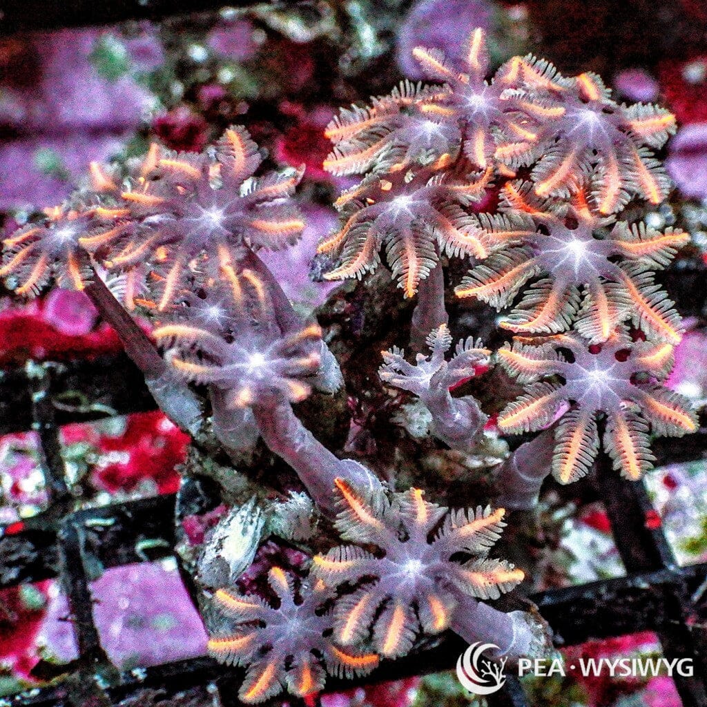 Orange Striped Clove Polyps WYSIWYG aquacultured coral from Pacific East Aquaculture