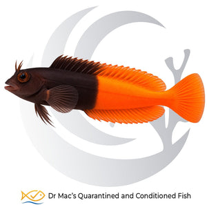 Orange Tail Bicolor Blenny Ecsenius bicolor with dark brown front body and bright orange rear body and tail