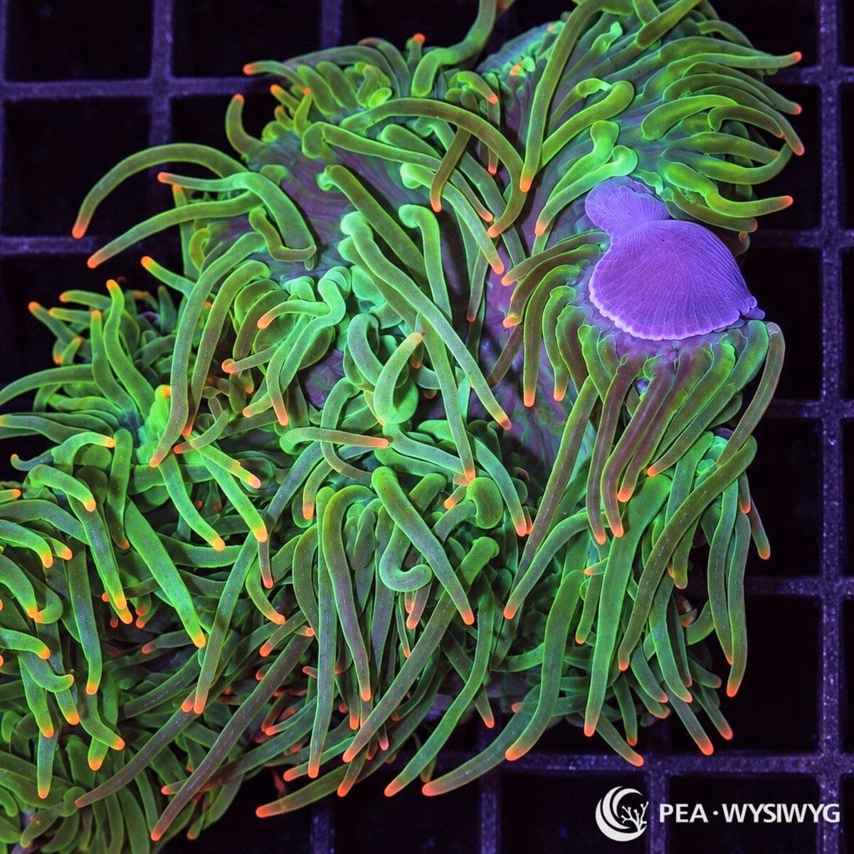 Orange Tip Bubble Tip Anemone (Entacmaea quadricolor) displaying long, flowing emerald-green tentacles with delicate orange-peach tips and subtle lavender undertones. WYSIWYG specimen photographed at Pacific East Aquaculture.