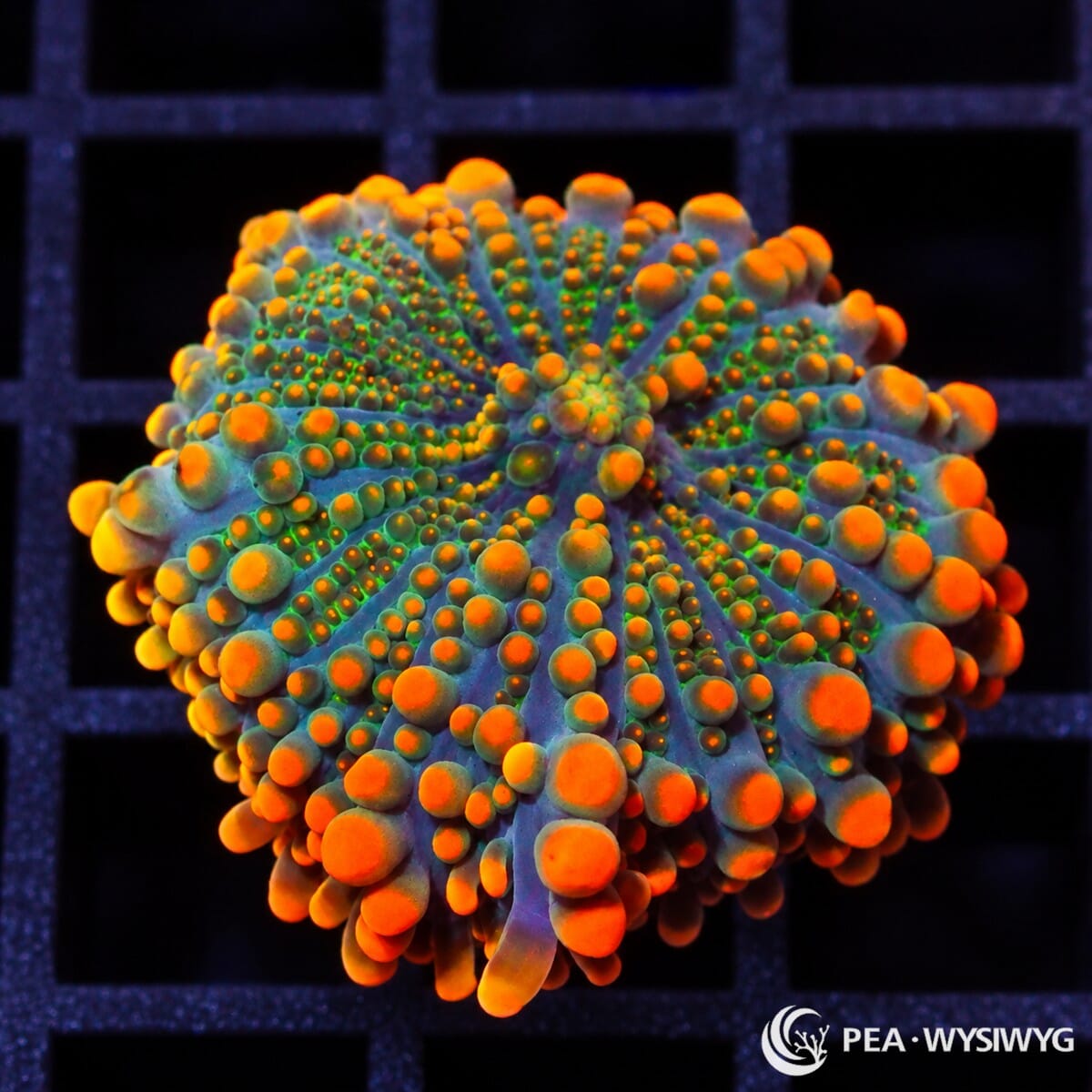 Orange Tip Ricordea Yuma Ricordea yuma WYSIWYG coral frag with blue-green tissue and vivid fluorescent orange vesicle tips