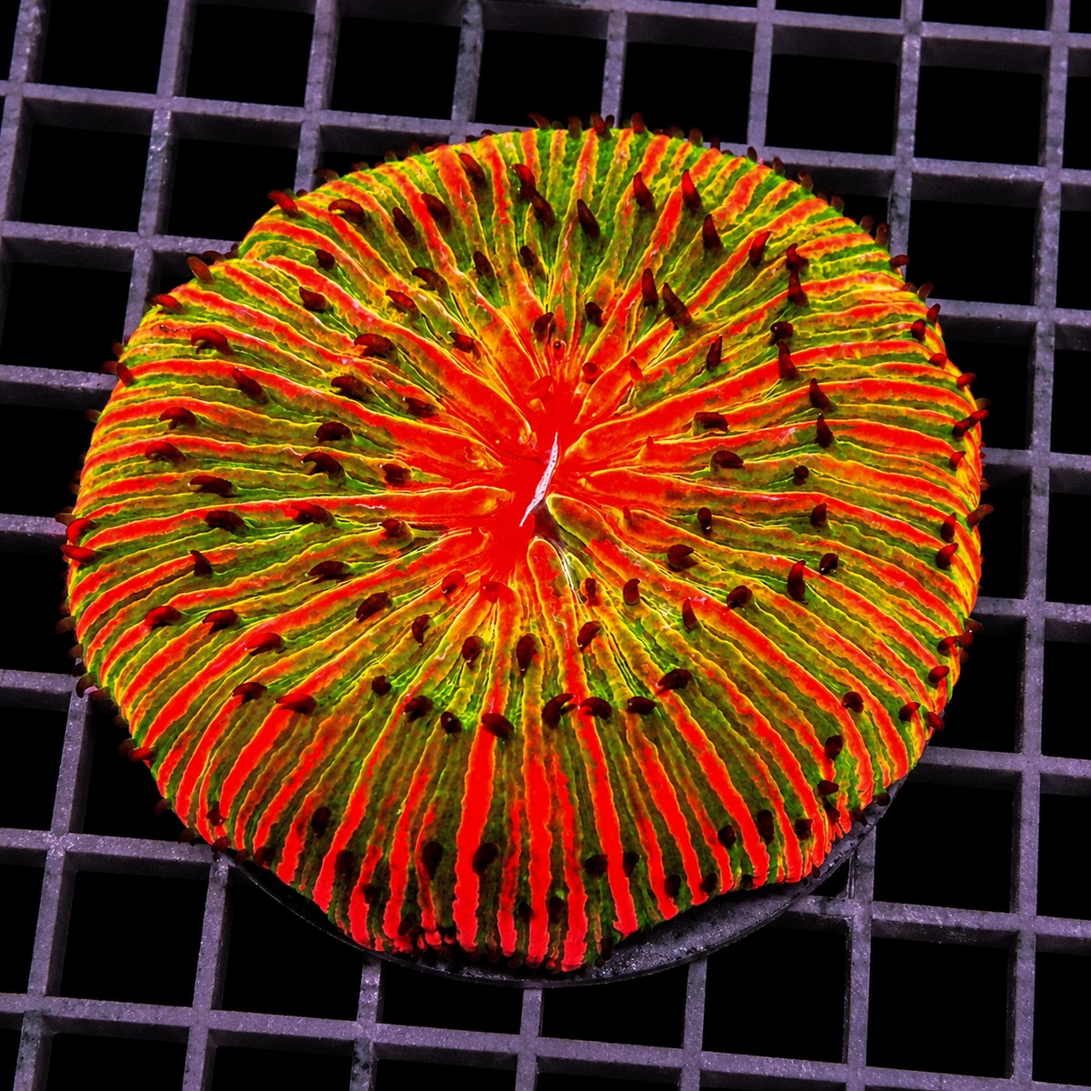 Orange Volcano Fungia Fungia species WYSIWYG LPS plate coral