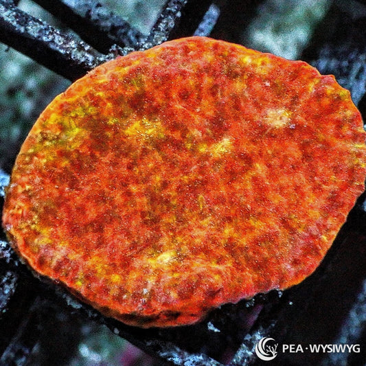 Orange Yellow Chalice Echinophyllia sp. WYSIWYG coral frag with orange tissue, yellow gold mottling, red orange speckling, and textured chalice growth