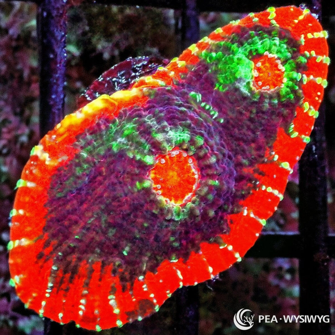 Outback Jack Chalice WYSIWYG LPS coral with red, green, gold, and dark contrasting coloration