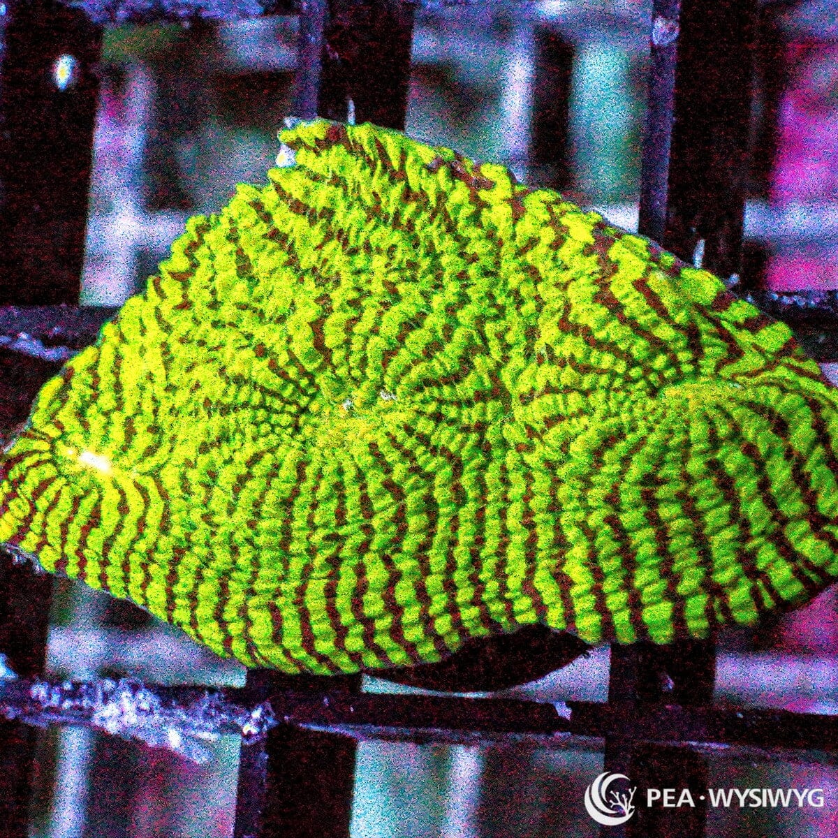 Outer Limits Chalice WYSIWYG LPS coral frag with neon green tissue and dark contrasting textured ridges