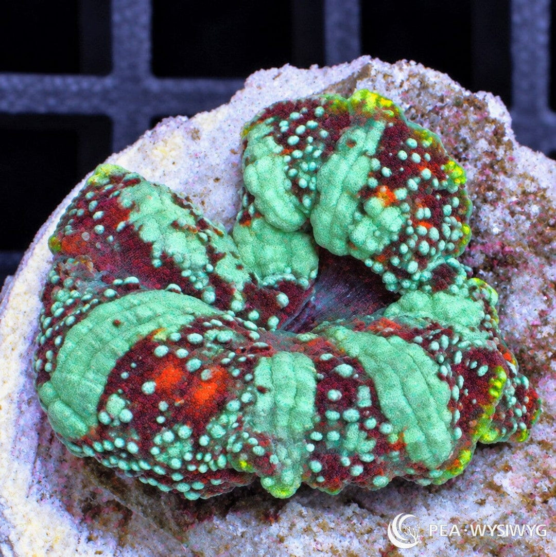 can you do this one again as the previous one, give me for this photo: product name, description of species with full scientific name, care guide, alt text, short description, meta title, meta description, product tags and URL handle for these corals in the same format as the previous requests including file name on each, optimize for SEO Do not put LPS, SPS or Soft in the file name - Use file name for coral name