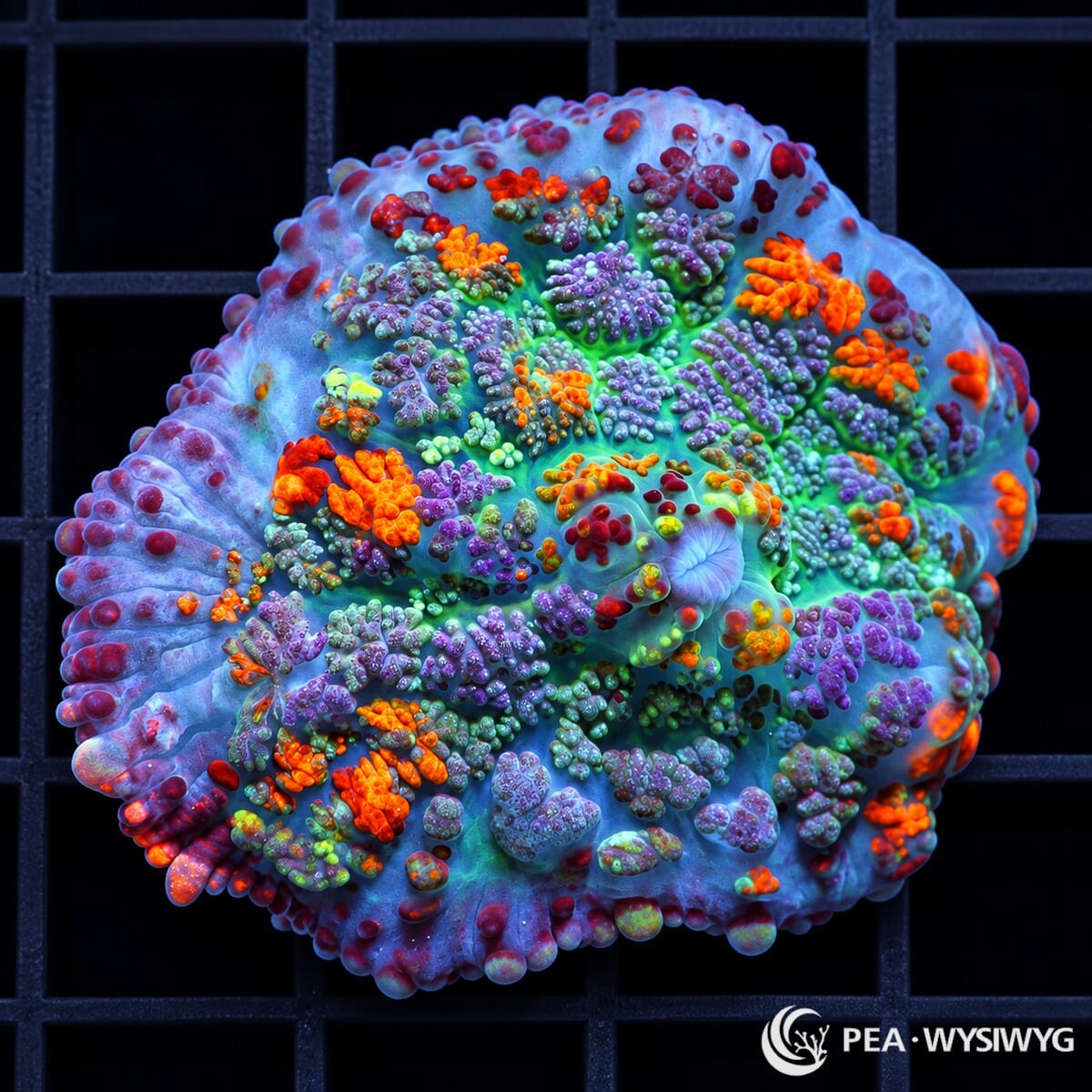 Over the Rainbow Rhodactis Mushroom Rhodactis sp. WYSIWYG coral with turquoise-blue tissue and vivid orange, red, lavender, purple, green, and mint accents