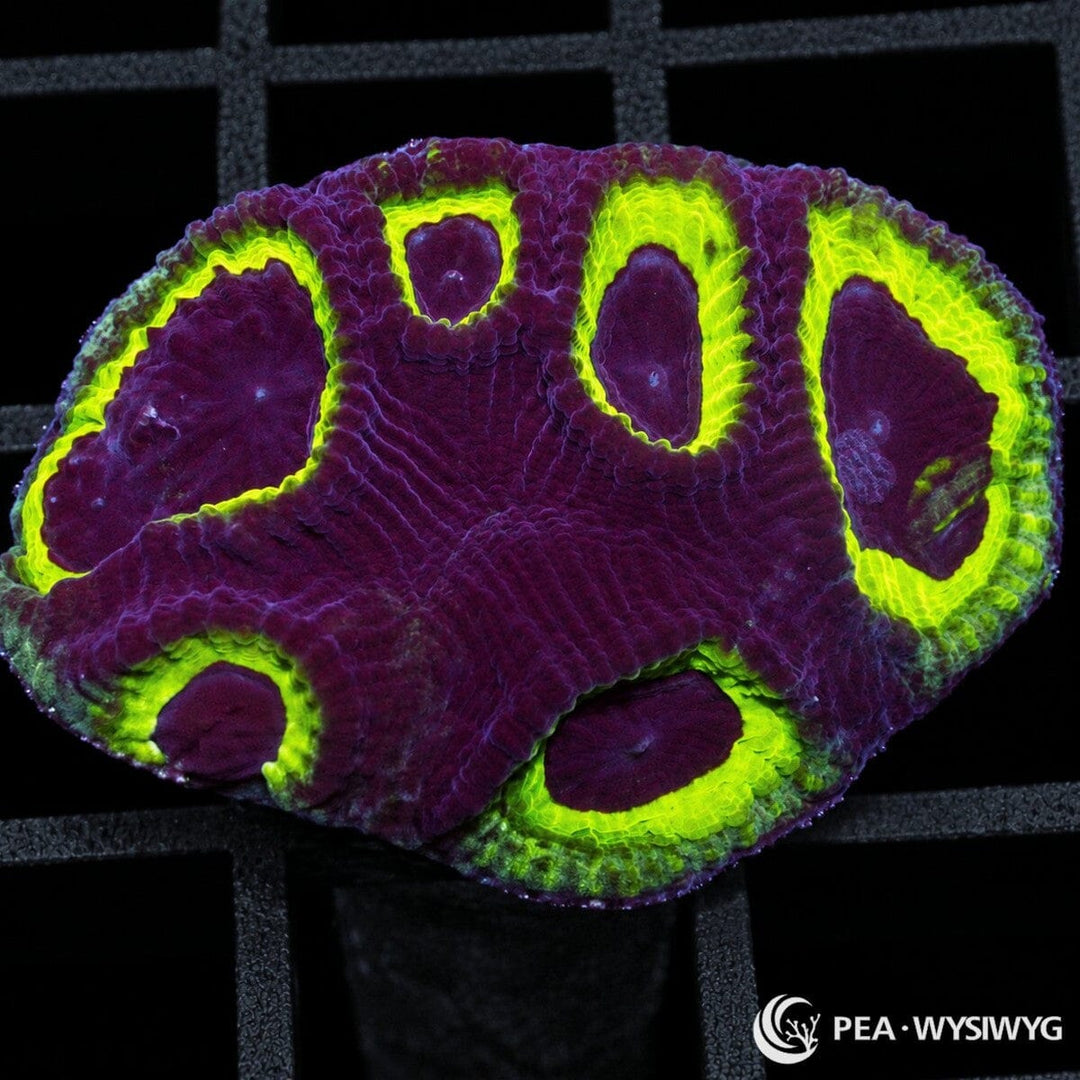 Owl Eye Favia Dipsastraea sp. coral with deep burgundy-purple tissue and large fluorescent yellow-green ringed corallite centers