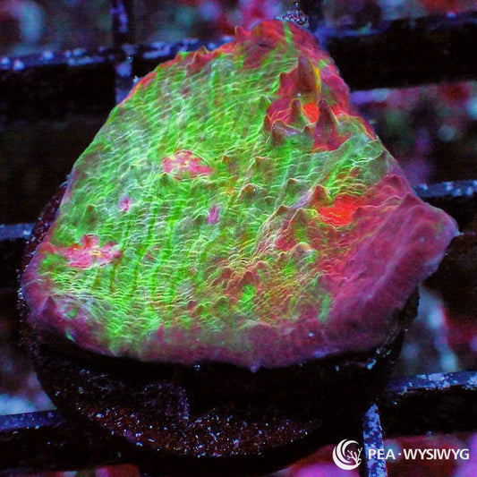 Painted Chalice Echinophyllia sp. WYSIWYG LPS coral frag with green tissue and red pink orange painted highlights
