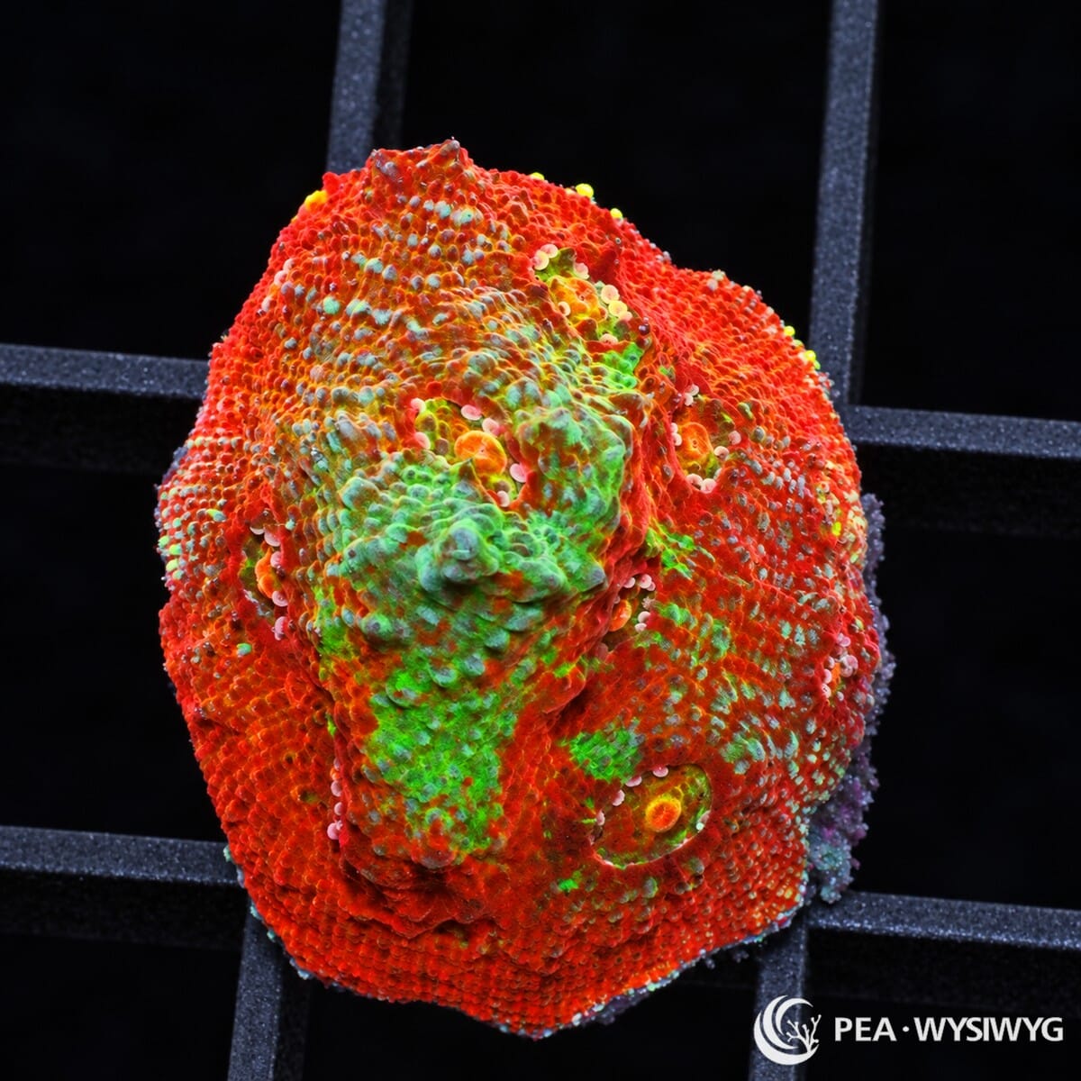 Painted Chalice Echinophyllia sp. with vivid red-orange tissue, fluorescent green and turquoise highlights, and raised textured corallites
