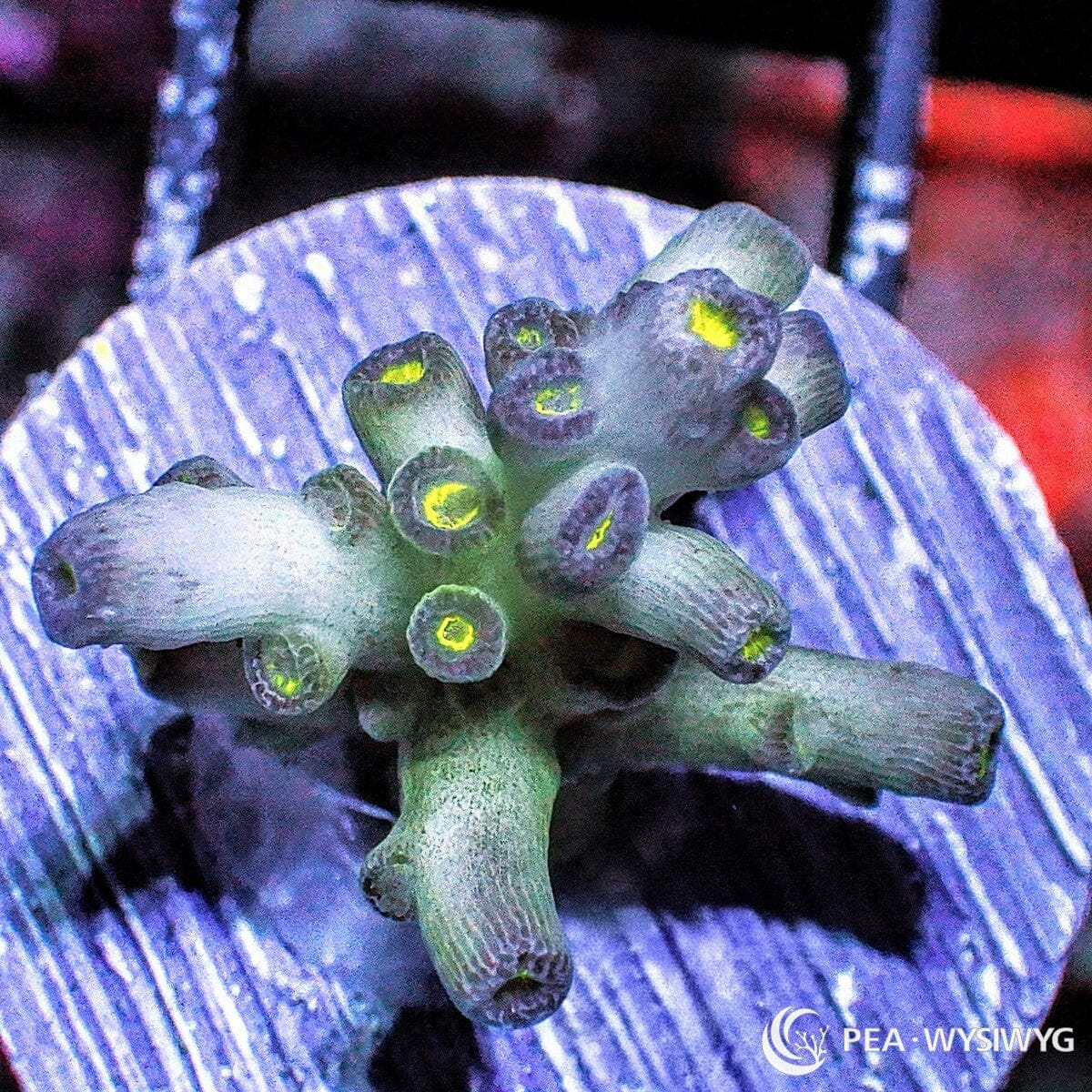 Party Favor Acropora Tenuis Acropora tenuis WYSIWYG coral frag with green blue branches, purple corallites, and yellow-green centers
