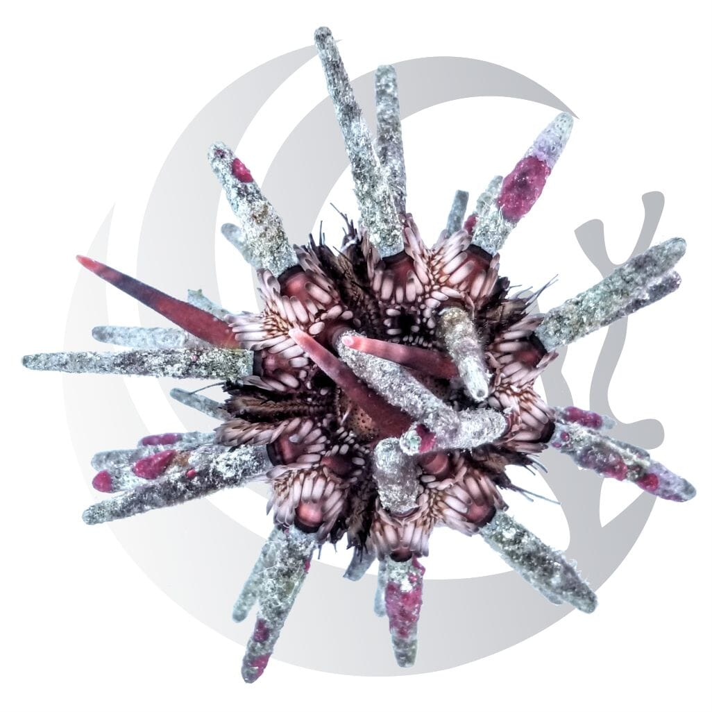 Pencil Urchin (Eucidaris tribuloides), opportunistic grazer, large saltwater aquarium invert