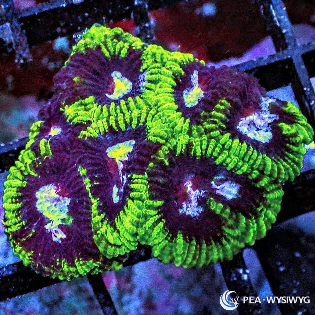 Peppermint Mosaic Pleiastrea Plesiastrea sp. WYSIWYG coral frag with burgundy red tissue, bright green ridges, mosaic patterning, and encrusting stony coral growth.