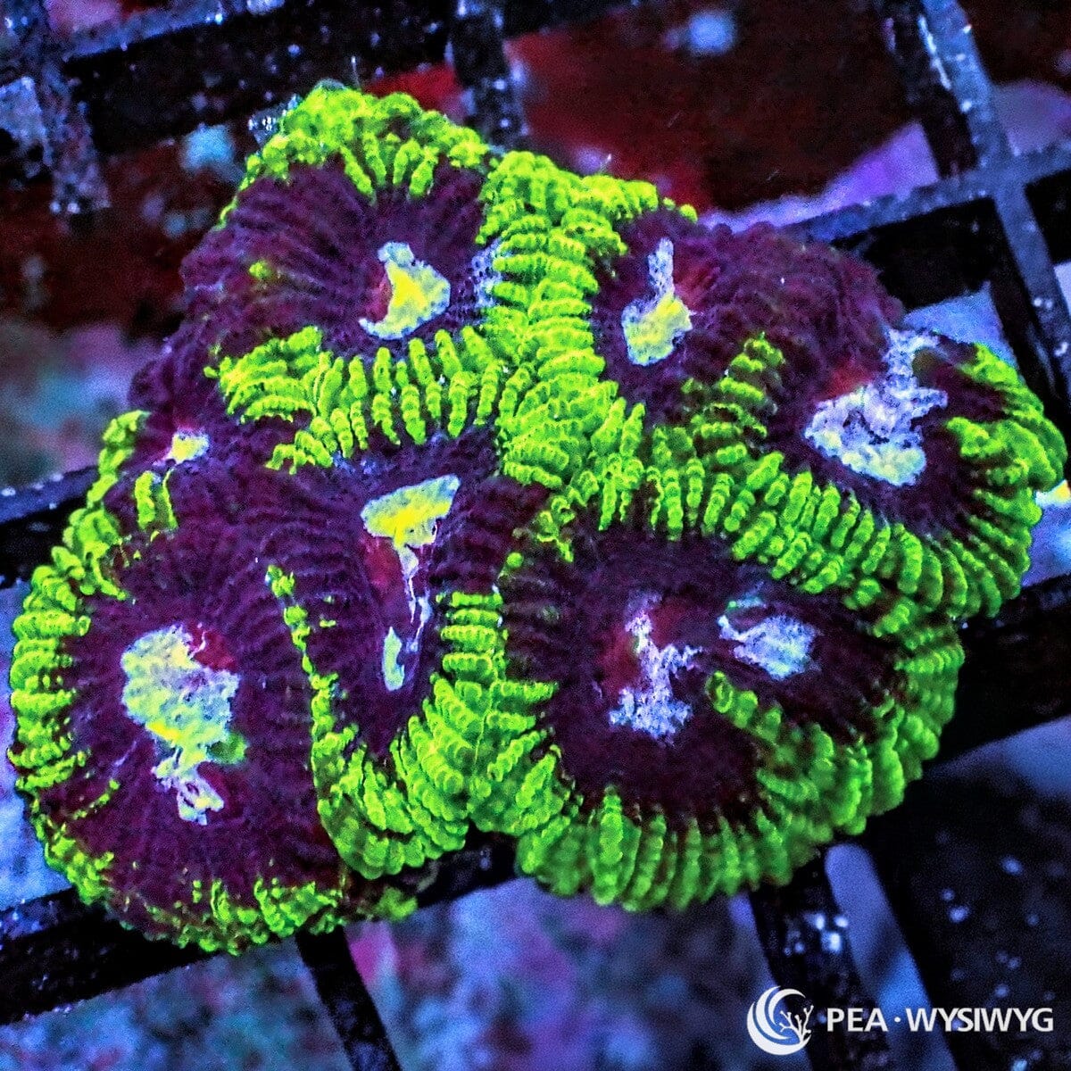 Peppermint Mosaic Pleiastrea Plesiastrea sp. WYSIWYG coral frag with burgundy red tissue, bright green ridges, mosaic patterning, and encrusting stony coral growth.