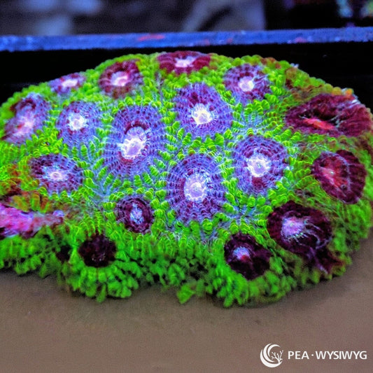 Peppermint Pleiastrea Plesiastrea versipora WYSIWYG Premium Frag with fluorescent green tissue, purple burgundy corallites, and pale centers