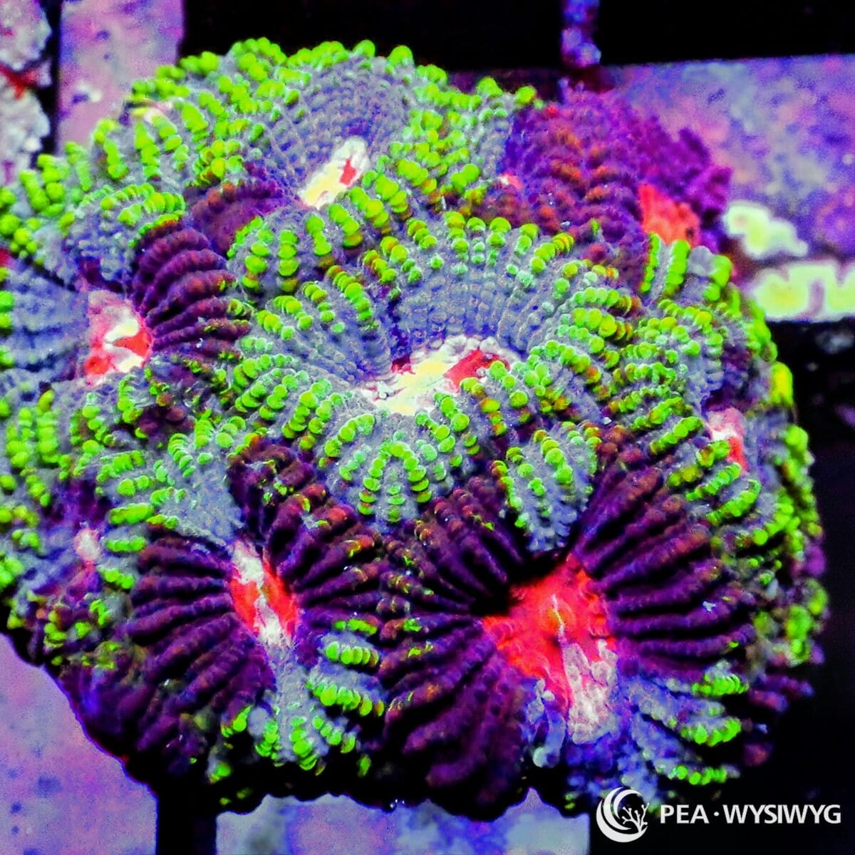 Peppermint Pleiastrea Plesiastrea versipora WYSIWYG premium LPS coral frag