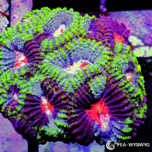 Peppermint Pleiastrea Plesiastrea versipora WYSIWYG premium LPS coral frag