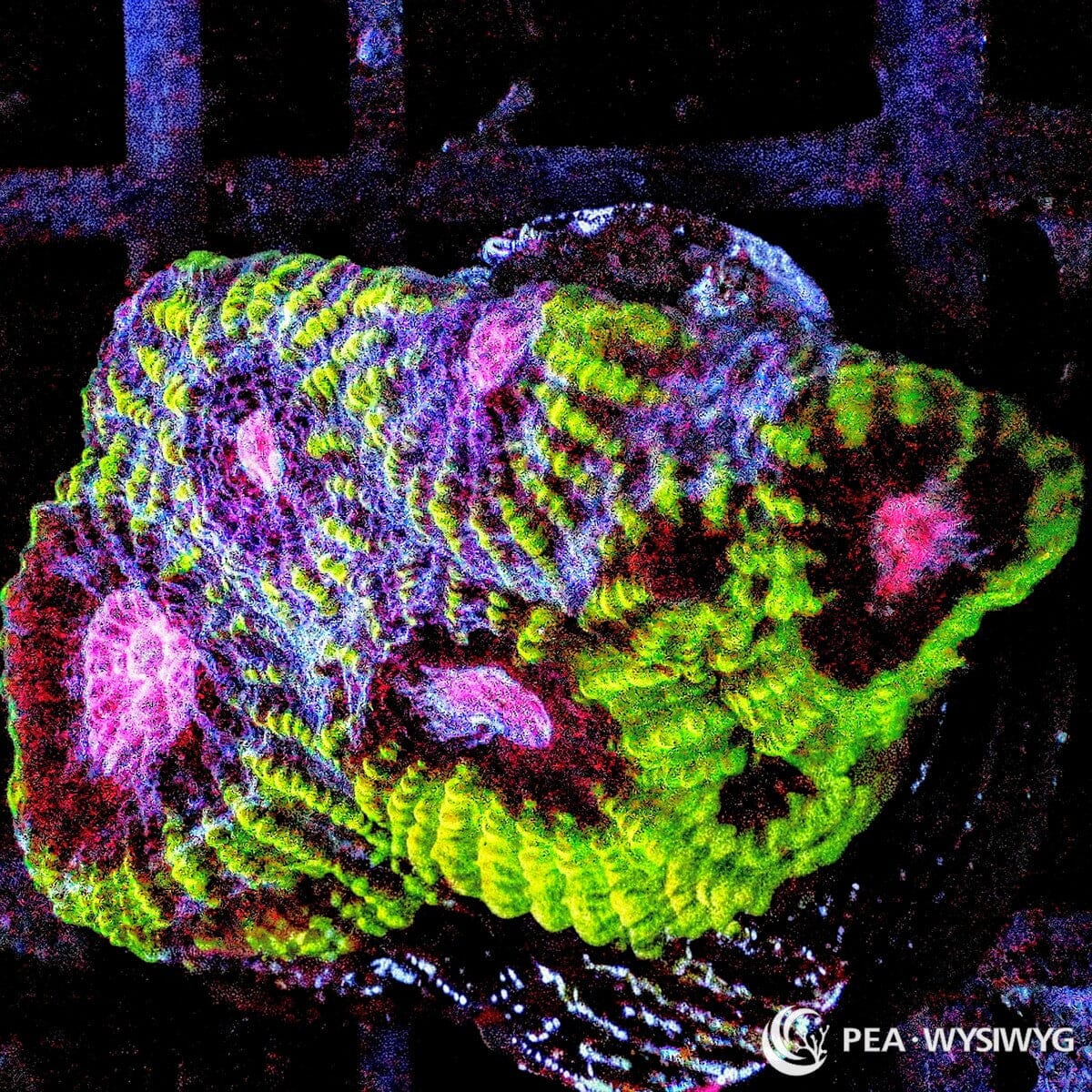 Peppermint Plesiastrea coral WYSIWYG frag with red-orange maze pattern and glowing green centers