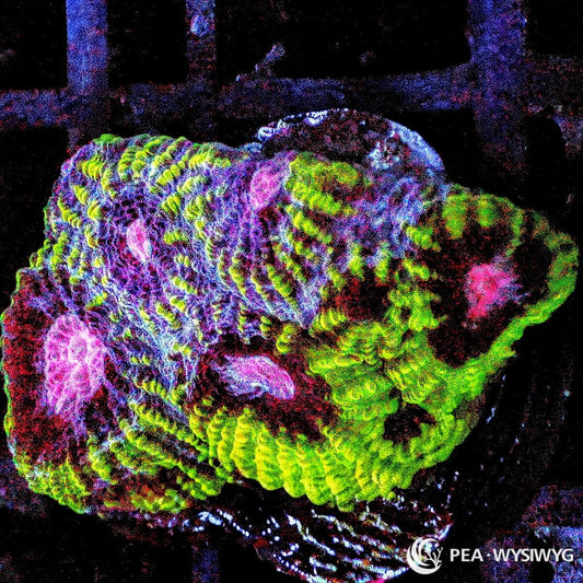 Peppermint Plesiastrea coral WYSIWYG frag with red-orange maze pattern and glowing green centers