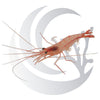Peppermint Shrimp (Lysmata wurdemanni), aiptasia control scavenger, small saltwater aquarium invert
