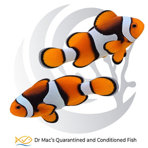 Percula Clownfish pair Amphiprion percula with bright orange bodies, three white bands and contrasting black markings