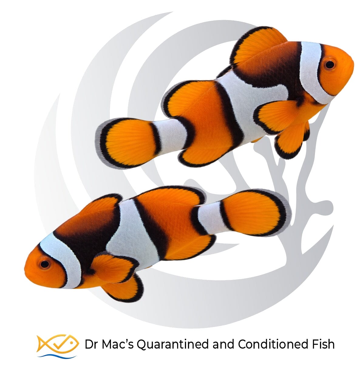 Percula Clownfish pair Amphiprion percula with bright orange bodies, three white bands and contrasting black markings