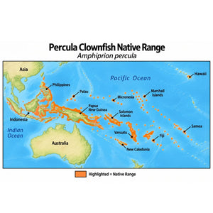 Percula Clownfish (Amphiprion percula) native range map highlighting its Indo-Pacific distribution in orange, including Indonesia, the Philippines, Papua New Guinea, and western Pacific island regions.