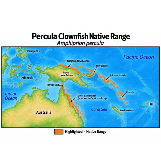 Native range map of Percula Clownfish (Amphiprion percula), highlighting its Western Pacific distribution across northern New Guinea, New Britain, the Solomon Islands, Vanuatu, Torres Strait, and the northern Great Barrier Reef south to the Capricorn Group.