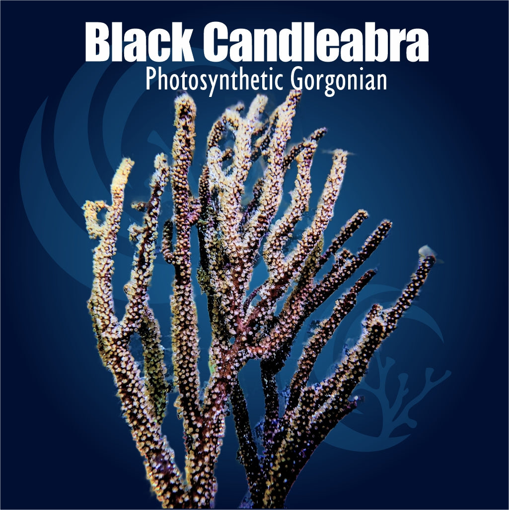 Black Candelabra Photosynthetic Gorgonian Plexaura flexuosa soft coral with dark branching candelabra growth and pale extended polyps