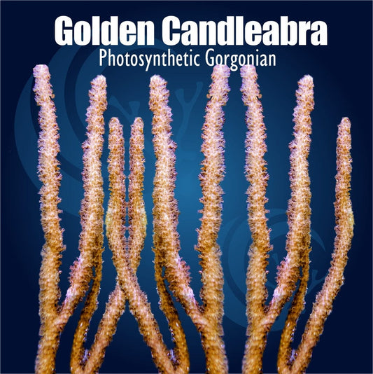 Golden Candelabra Photosynthetic Gorgonian Plexaura flexuosa soft coral with golden tan candelabra branches and small extended polyps