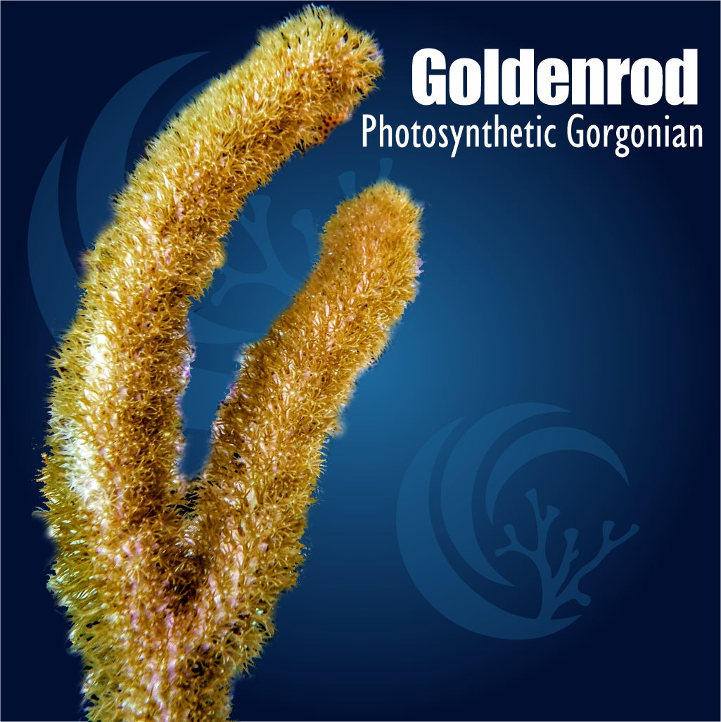 Goldenrod Photosynthetic Gorgonian Plexaura homomalla soft coral with golden tan upright branches and fuzzy polyp extension
