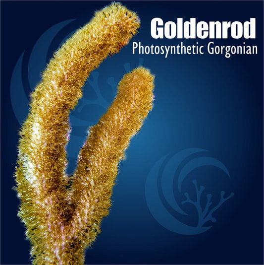 Goldenrod Photosynthetic Gorgonian Plexaura homomalla soft coral with golden tan upright branches and fuzzy polyp extension
