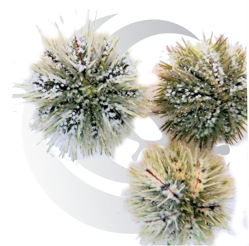 Pincushion Urchin (Lytechinus variegatus), algae grazer, medium saltwater aquarium invert