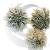 Pincushion Urchin (Lytechinus variegatus), algae grazer, medium saltwater aquarium invert