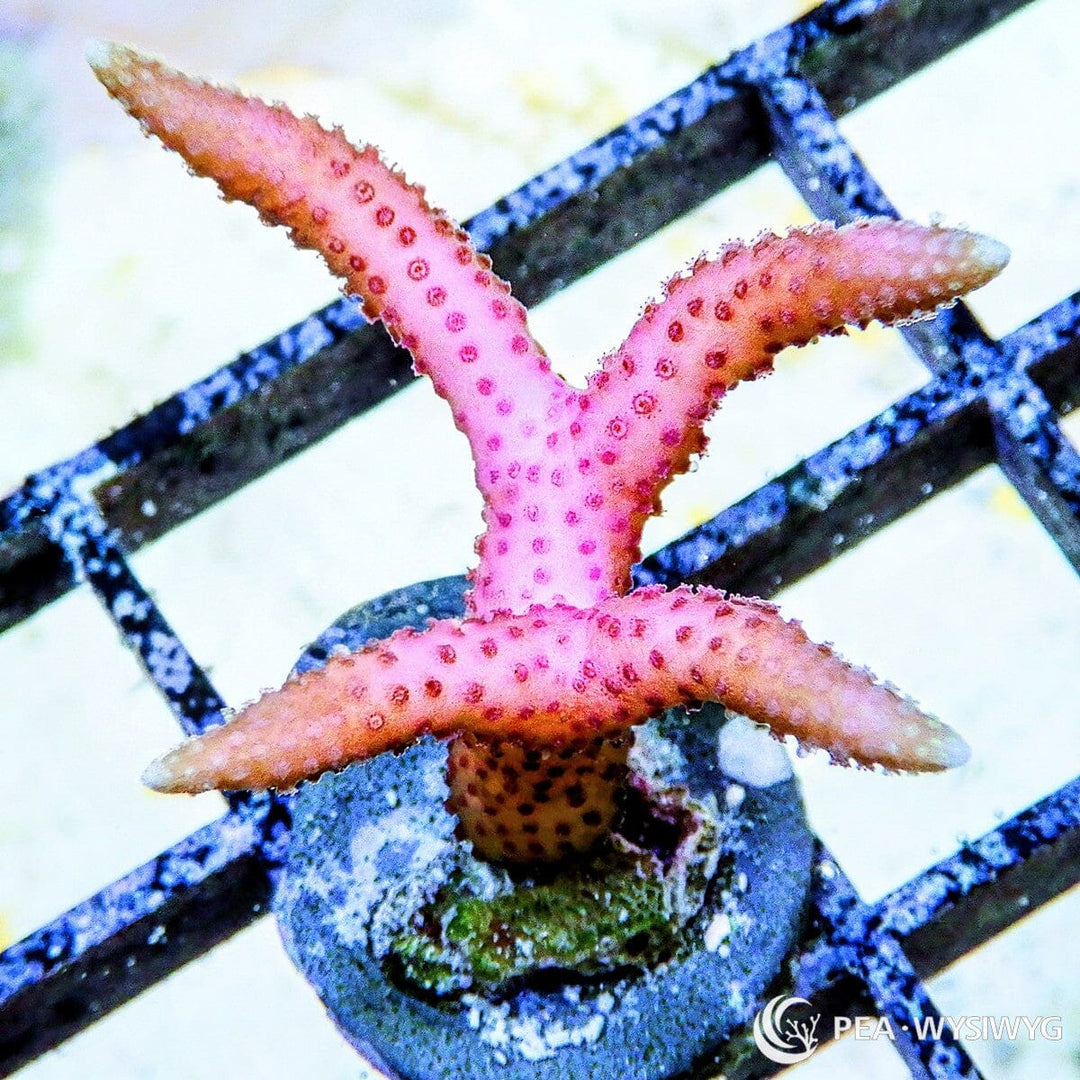 Pink Bird’s Nest Seriatopora hystrix WYSIWYG SPS coral frag with bright pink branching growth