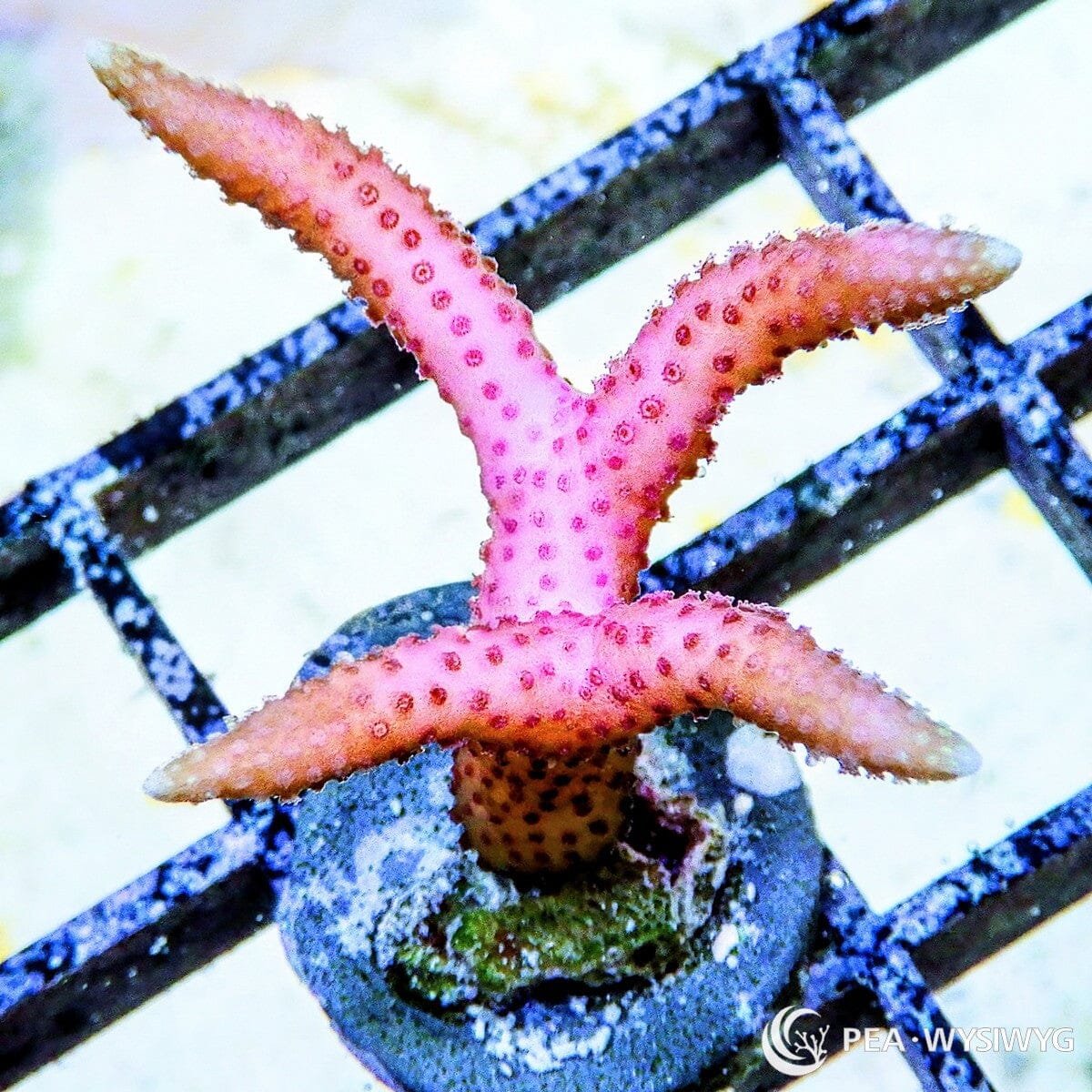 Pink Bird’s Nest Seriatopora hystrix WYSIWYG SPS coral frag with bright pink branching growth
