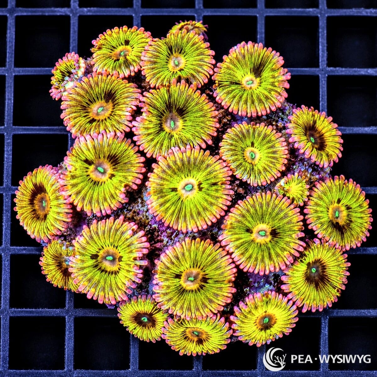 Pink Fringed Gold Zoanthids Zoanthus sp. WYSIWYG coral with golden-yellow centers, green mouths, bronze accents, and pink-tipped skirts