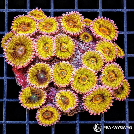 Pink Fringed Metallic Gold Zoanthids Zoanthus sp. WYSIWYG coral with metallic gold centers, bronze radial shading, pink skirts, and green mouths