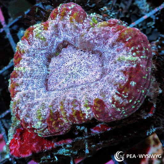 Pink Maroon Mini Scoly Coral Homophyllia australis WYSIWYG LPS coral with pink maroon lavender and green coloration