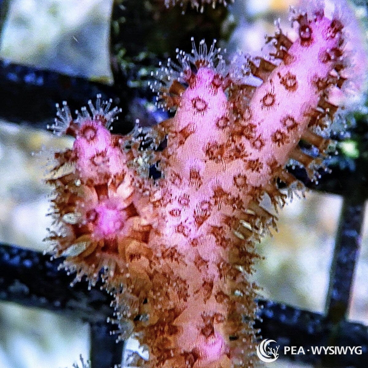 Pink Pocillopora Pocillopora sp. WYSIWYG coral frag with pink branching growth and extended polyps