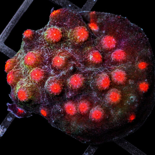 Pink Polyp Cyphastrea Cyphastrea sp. WYSIWYG encrusting LPS coral frag