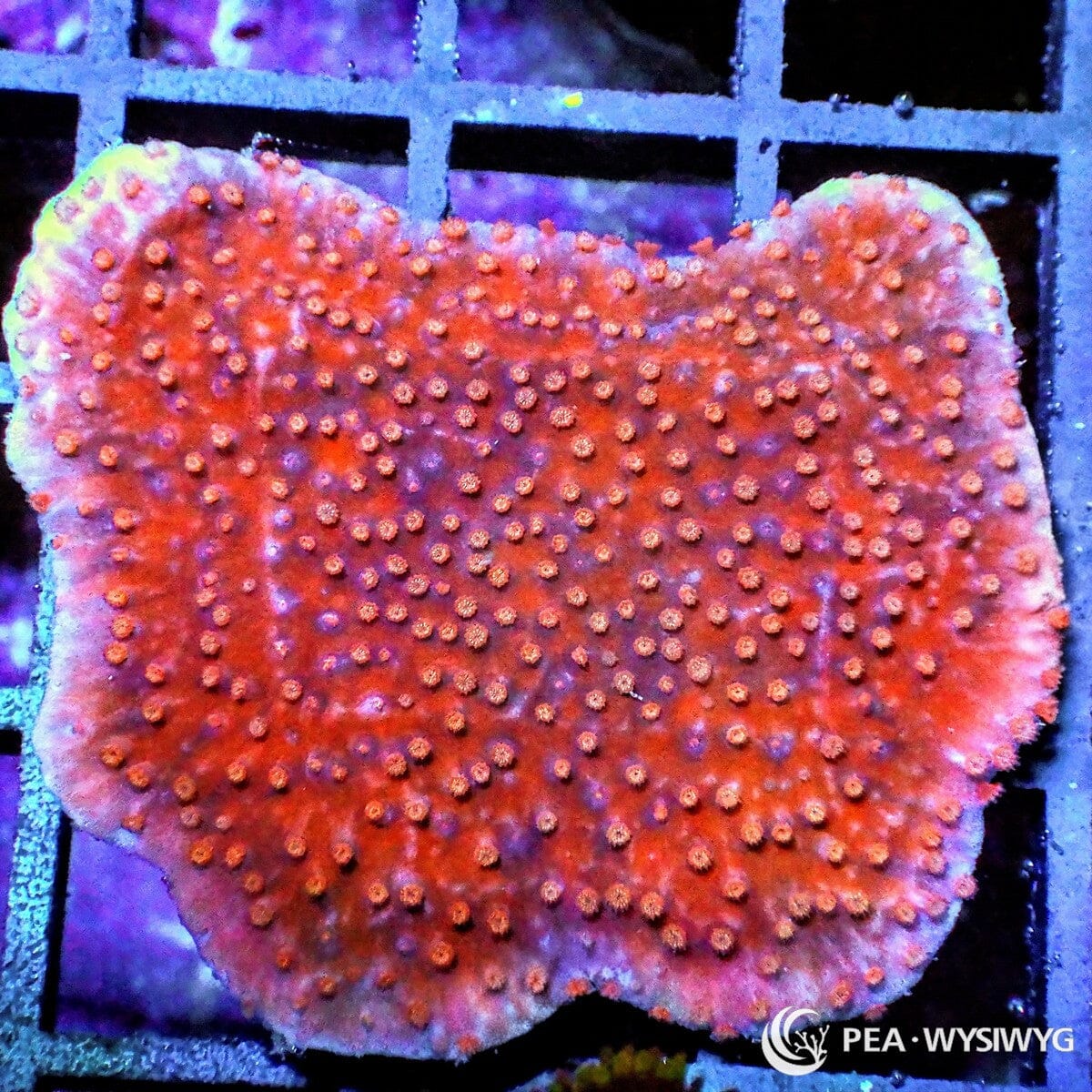 Pink Polyp Plating Montipora Montipora capricornis WYSIWYG SPS coral frag with red-orange plating growth and pink-orange polyps
