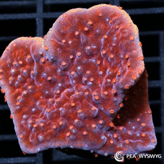 Pink Polyp Scrolling Plate Cherry Montipora Montipora sp. with cherry-red plating growth, bright pink-orange polyps, and pale lavender growth margins
