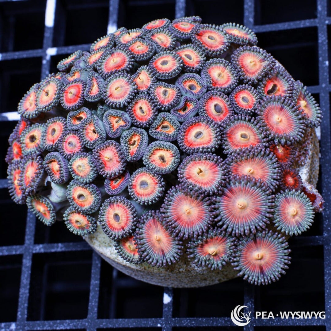 Pink Posey Zoanthids Zoanthus sp. WYSIWYG colony with pink-salmon faces, pale cream centers, and lavender-blue skirts